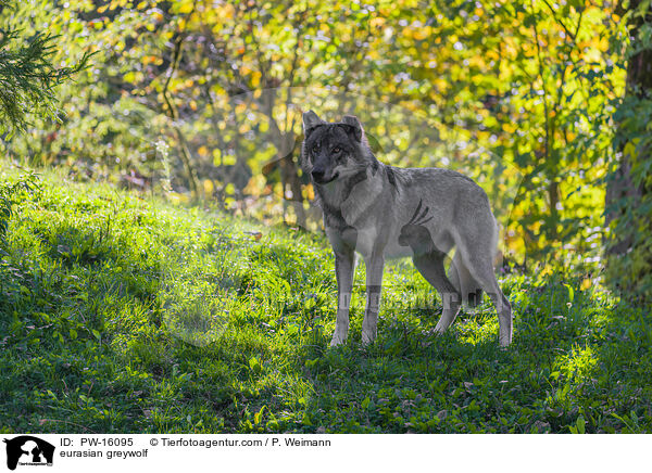 eurasian greywolf / PW-16095