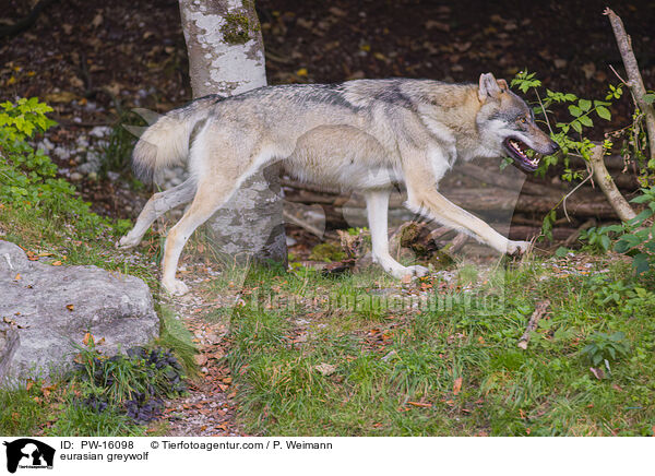Eurasischer Grauwolf / eurasian greywolf / PW-16098