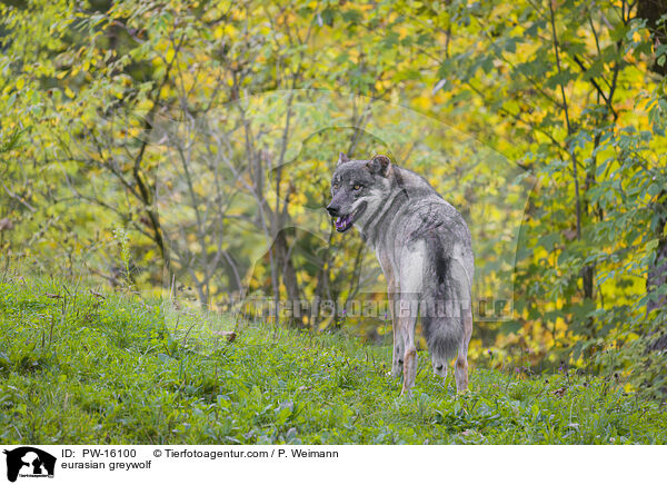 eurasian greywolf / PW-16100