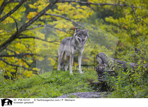eurasian greywolf / PW-16101