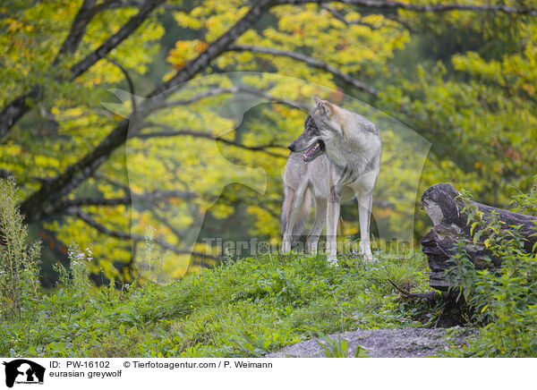 eurasian greywolf / PW-16102