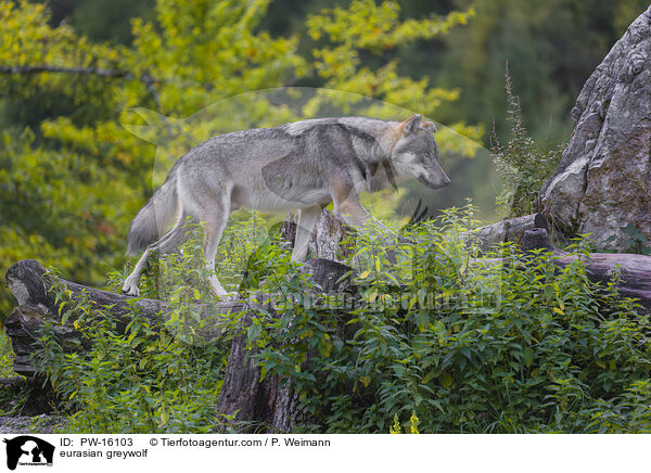 eurasian greywolf / PW-16103
