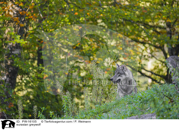 eurasian greywolf / PW-16105