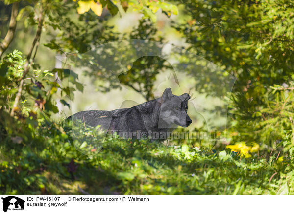eurasian greywolf / PW-16107