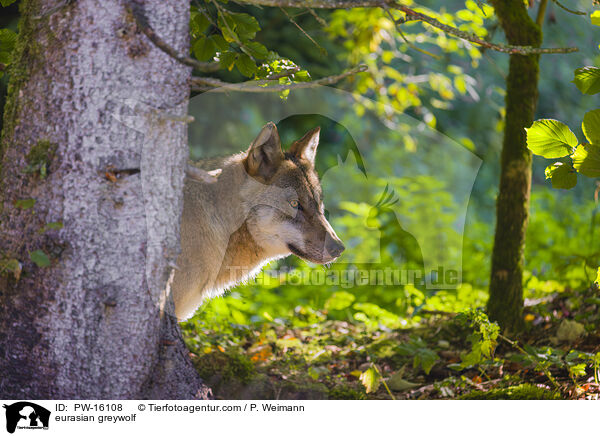 Eurasischer Grauwolf / eurasian greywolf / PW-16108