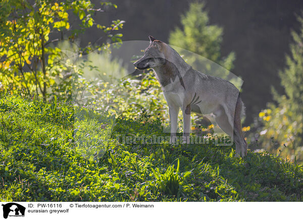 eurasian greywolf / PW-16116