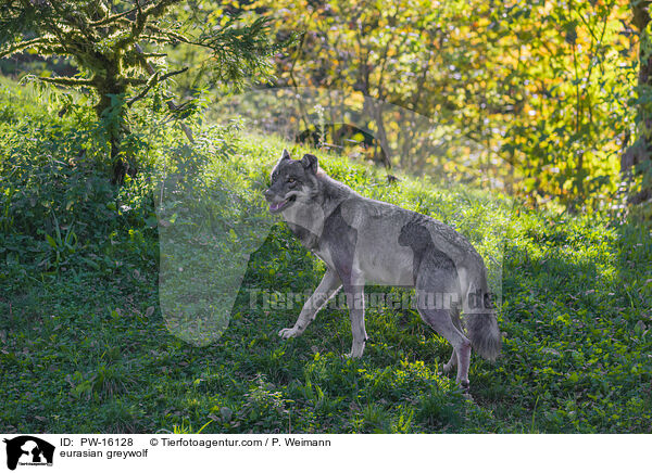 Eurasischer Grauwolf / eurasian greywolf / PW-16128