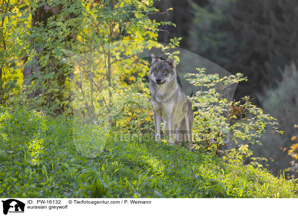 Eurasischer Grauwolf / eurasian greywolf / PW-16132