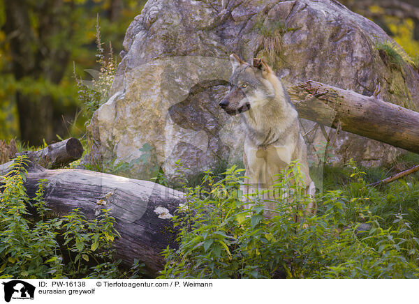 Eurasischer Grauwolf / eurasian greywolf / PW-16138