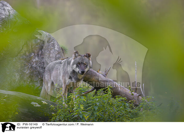 Eurasischer Grauwolf / eurasian greywolf / PW-16149