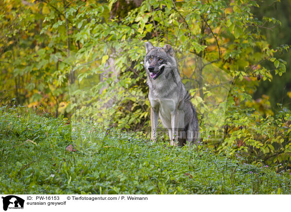 Eurasischer Grauwolf / eurasian greywolf / PW-16153