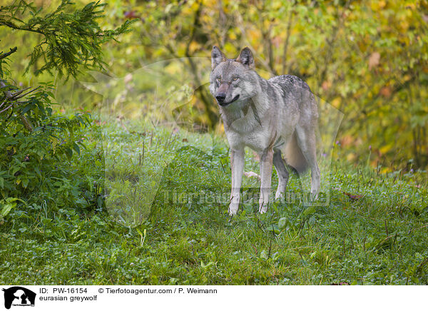 Eurasischer Grauwolf / eurasian greywolf / PW-16154