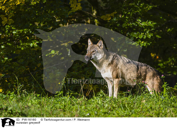 Eurasischer Grauwolf / eurasian greywolf / PW-16160