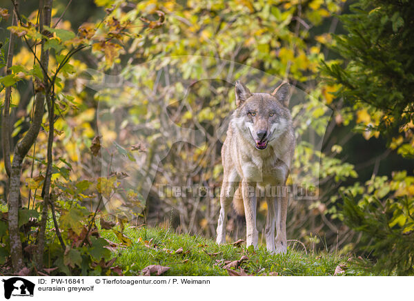 Eurasischer Grauwolf / eurasian greywolf / PW-16841