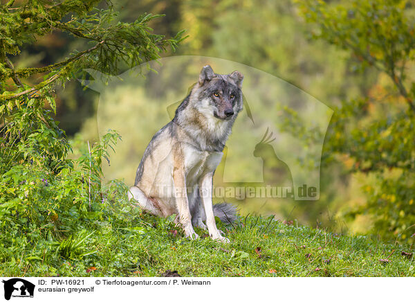 eurasian greywolf / PW-16921