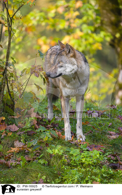 eurasian greywolf / PW-16925