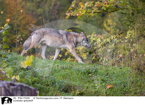 eurasian greywolf / PW-17005