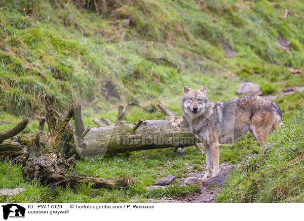 eurasian greywolf / PW-17029