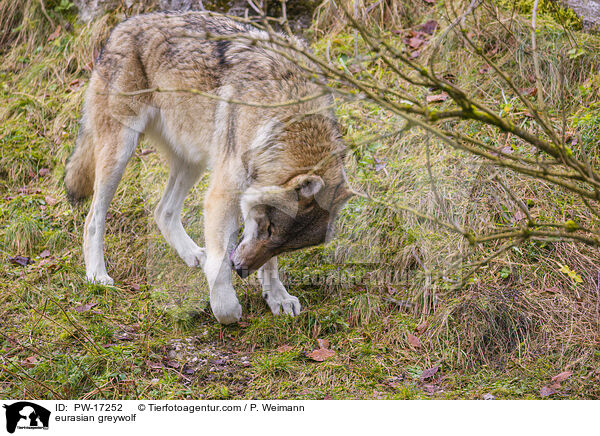 eurasian greywolf / PW-17252