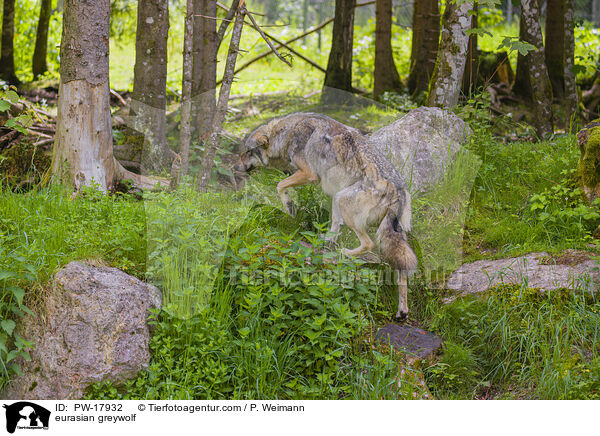 Eurasischer Grauwolf / eurasian greywolf / PW-17932