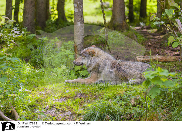 eurasian greywolf / PW-17933