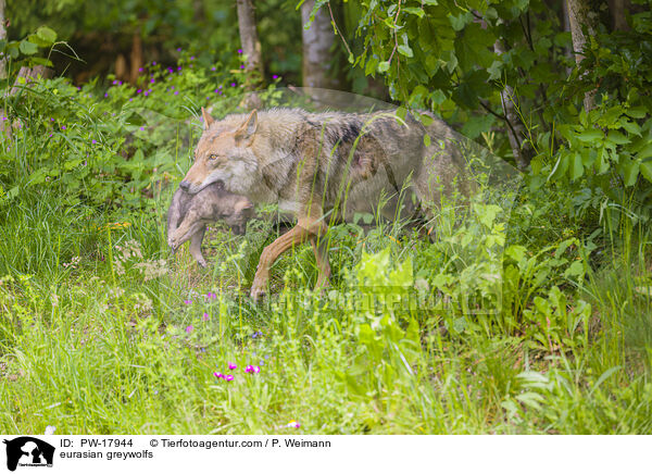 Eurasische Grauwlfe / eurasian greywolfs / PW-17944