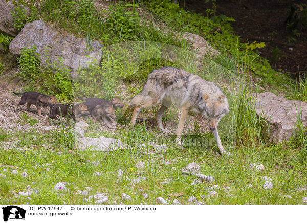 Eurasische Grauwlfe / eurasian greywolfs / PW-17947