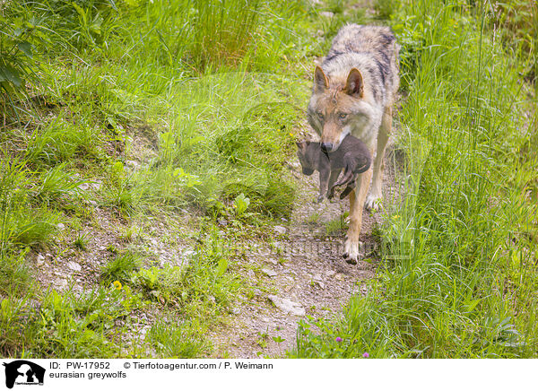 Eurasische Grauwlfe / eurasian greywolfs / PW-17952