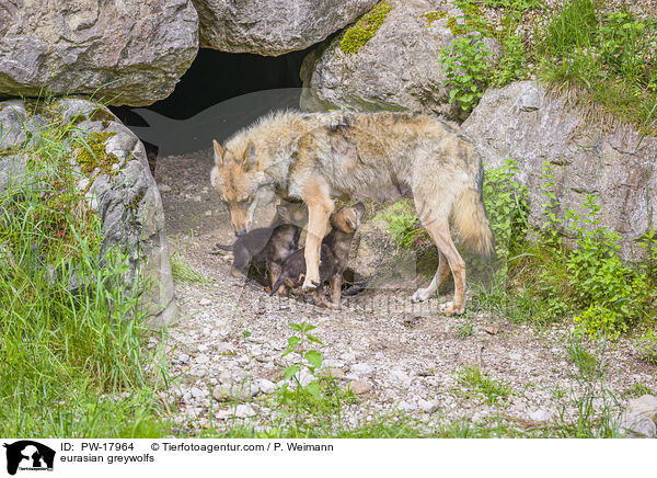 Eurasische Grauwlfe / eurasian greywolfs / PW-17964