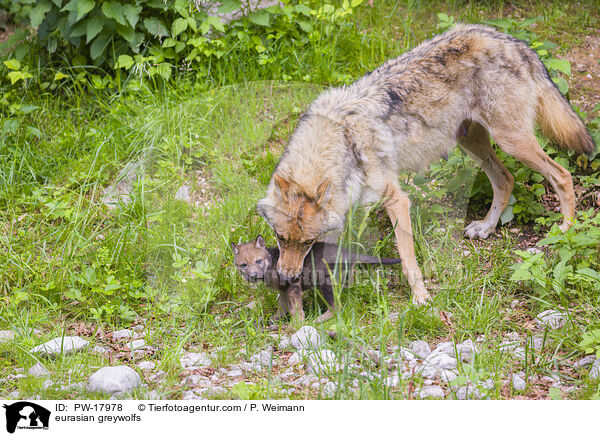 Eurasische Grauwlfe / eurasian greywolfs / PW-17978