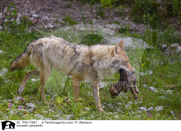 Eurasische Grauwlfe / eurasian greywolfs / PW-17991