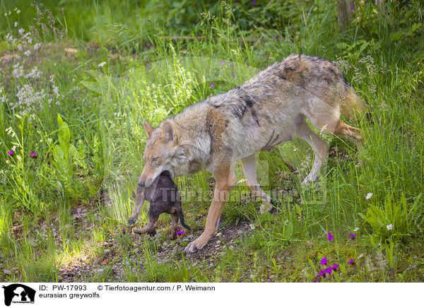 Eurasische Grauwlfe / eurasian greywolfs / PW-17993