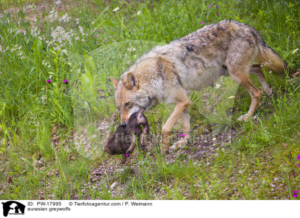 Eurasische Grauwlfe / eurasian greywolfs / PW-17995