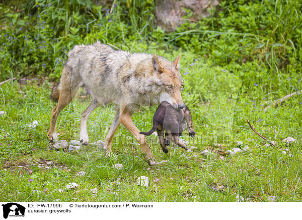 Eurasische Grauwlfe / eurasian greywolfs / PW-17996