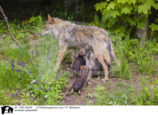 Eurasische Grauwlfe / eurasian greywolfs / PW-18004