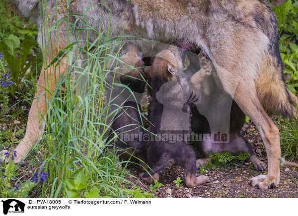 Eurasische Grauwlfe / eurasian greywolfs / PW-18005