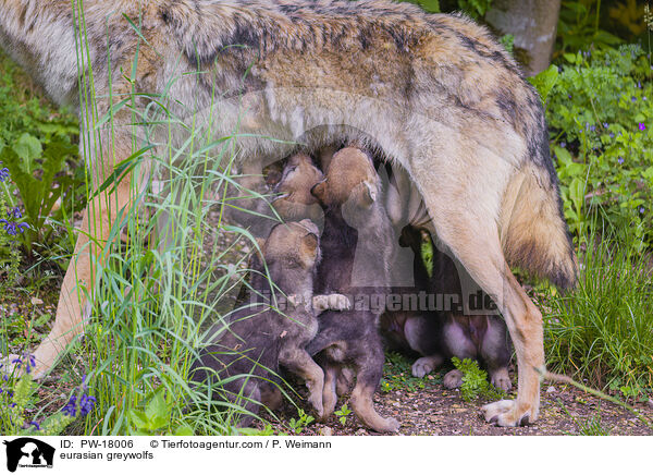 Eurasische Grauwlfe / eurasian greywolfs / PW-18006