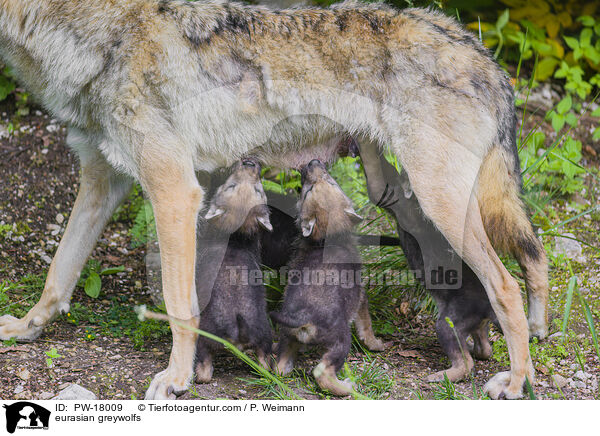 Eurasische Grauwlfe / eurasian greywolfs / PW-18009