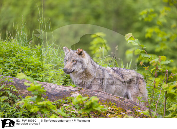 Eurasischer Grauwolf / eurasian greywolf / PW-18030