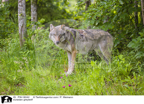 Eurasischer Grauwolf / eurasian greywolf / PW-18042