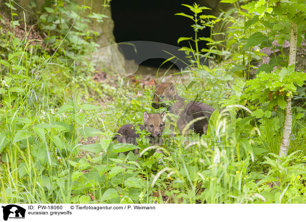 eurasian greywolfs / PW-18060