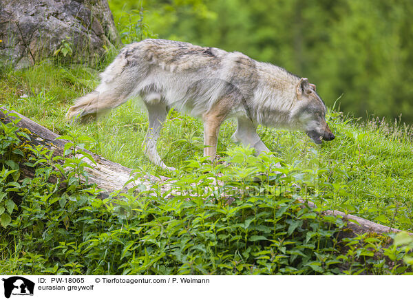 Eurasischer Grauwolf / eurasian greywolf / PW-18065