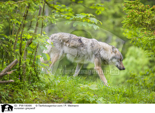 Eurasischer Grauwolf / eurasian greywolf / PW-18066