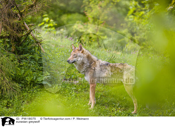 Eurasischer Grauwolf / eurasian greywolf / PW-18075