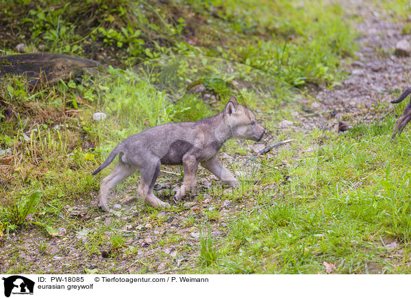 Eurasischer Grauwolf / eurasian greywolf / PW-18085