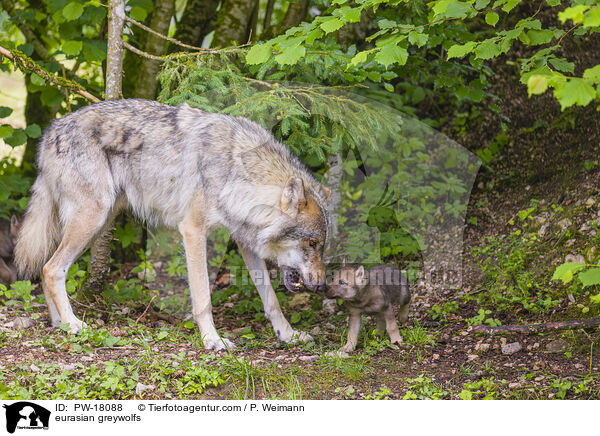 Eurasische Grauwlfe / eurasian greywolfs / PW-18088