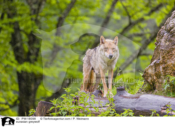 Eurasischer Grauwolf / eurasian greywolf / PW-18098