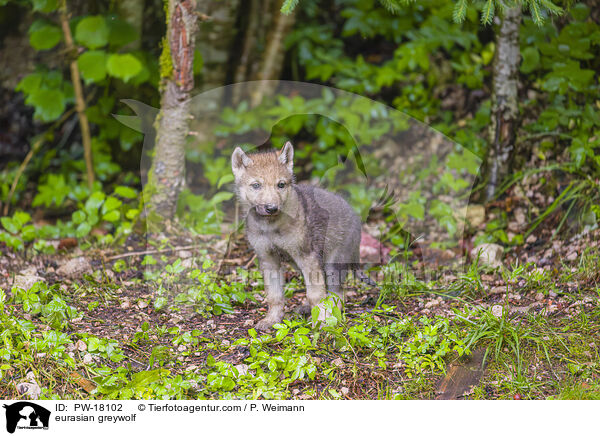 Eurasischer Grauwolf / eurasian greywolf / PW-18102