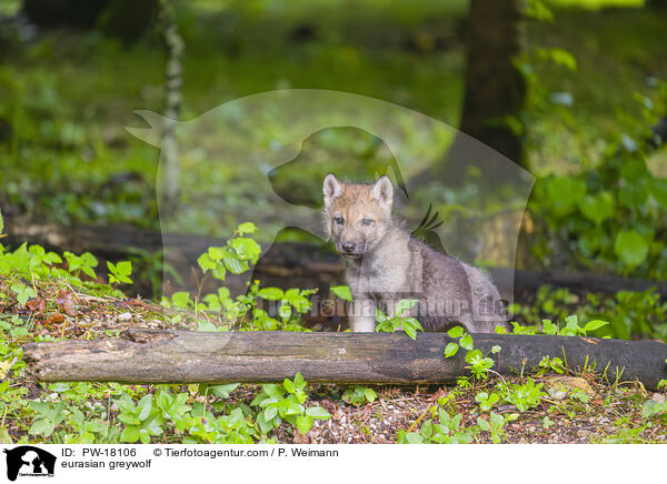 Eurasischer Grauwolf / eurasian greywolf / PW-18106