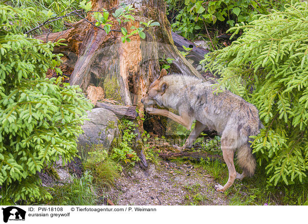 Eurasischer Grauwolf / eurasian greywolf / PW-18108